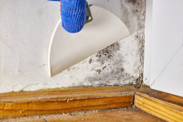 Best Attic Mold Removal  in Afton, MN
